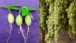 Growing Green Seedless Grapes Plant at Home  Planting Green Seedless Grapes  Grow Green Garden