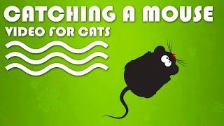 CAT GAMES - Catching a Mouse Mice Video for Cats to Watch  CAT & DOG TV.