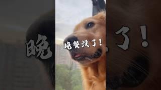 金毛见到老朋友，泪水不争气地从嘴角流下来… #金毛 #pets #萌宠 #搞笑