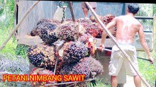 begini lah cara petani nimbang sawit jual ke tengkulak