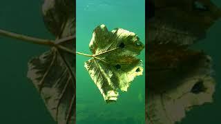 Leaf with eyes. Watch to the end. #shorts #fishing #new #рыбалка