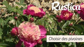 Choisir des pivoines  variétés floraison