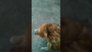 KUCING OYEN CAPER #fyp #viral #kucing #kucinglucu