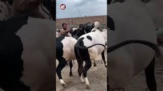 Beautis of saif cattle farm cow mandi2024 bakra eid 2024
