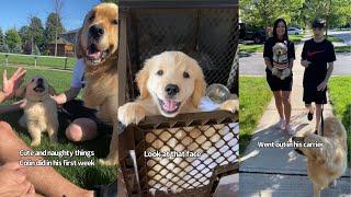 Golden Retriever Puppys Cute And Naughty Moments In His First week With Family