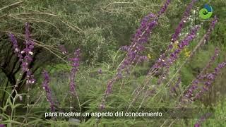 El trabajo del Jardín Botánico para proteger especies en peligro de extinción