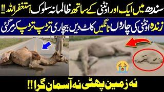 Crying Moments  Another Camel Viral Treated this by a Man From Sindh Pakistan  Digital Dawah