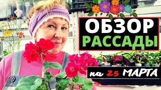 Обзор РАССАДЫ на 25 марта пока еще в зимней теплице.