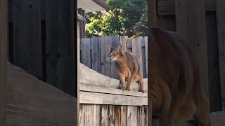 Graceful Abyssinian Cat Balancing Act On Fence #abyssiniancat #cat #funnyanimal