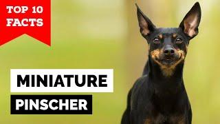 Miniature Pinscher - Top 10 Facts