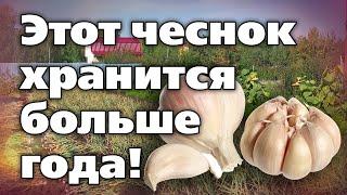 Яровой чеснок. Советы по посадке выращиванию хранению