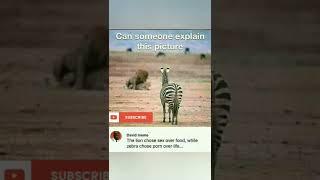 #lion #zebra #shorts #viral #memes #subscribe #memesdaily #top #short #live #die