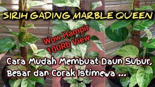 TIPS AGAR SIRIH GADING MARBLE QUEEN BERDAUN BESAR DAN CORAK ISTIMEWA