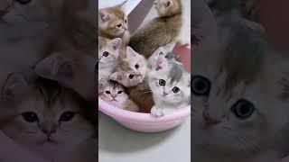 cutest cats2022 #Cats #CatsOfYouTube #CatsOnYouTube