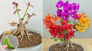 Method of grafting confetti using banana  Multi-colored bougainvillea by grafting