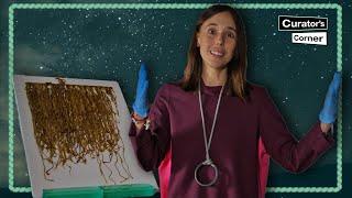 Inca Khipu The record and writing system made entirely of knots  Curators Corner S6 Ep9