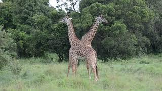 Male giraffe fighting in the Masai Mara National Reserve