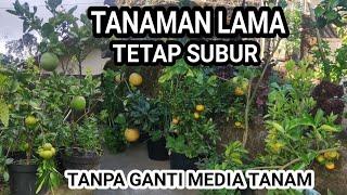 SANGAT MUDAH  Merawat tanaman di Pot Lama bisa tetap subur dan berbuah TANPA GANTI MEDIA TANAM