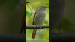Пение соловья #bird #птицы #birds #nightingale #birdsong #пениептиц #пение #пениептицвлесу #соловей