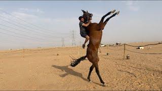 اكشن الجزء الثاني مع الحصان جبار 