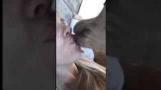Big Dog Kiss   French Kissing My Dog   Kiss Your Dog On The Head  Dog Kiss ️