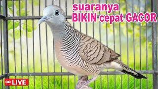 suara burung Perkutut LOKAL gacor suara mengundang bunyi