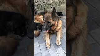 Кайрюша-мамочка #питомник #germanshepherd #немецкаяовчарка #puppy #собаки #щенки #топ