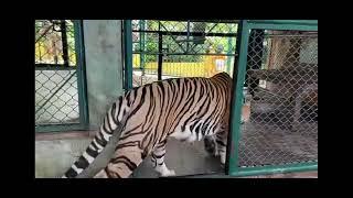 Dr bro in thailand tiger