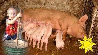 Поросята и свиноматка. Забавный малыш кормит хрюшек. Piglets and sow. Feeding pigs SunVideo