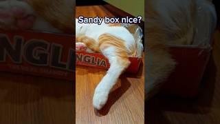 Sandy box nice? #cat #tiktok #kitten #catsoftiktok #kucing #kucinglucu #shorts