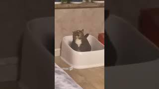 #FunnyCat #FunnyCats #FunnyAnimalsVideo VIMOMAX