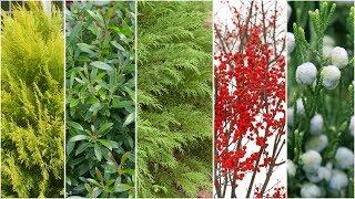 Five Plants for Winter Interest ️ Garden Answer