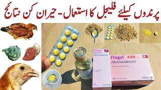 Metronidazole for Chickens and other Poultry Birds  Flagyl for Chickens  Dr. ARSHAD