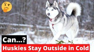 Can Huskies Stay Outside in the Cold?