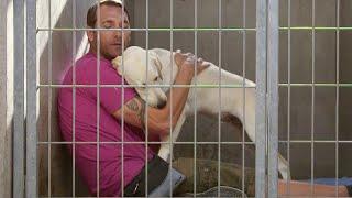 Rescuing an Energetic Labrador Retriever