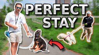 Teach Your Puppy A PERFECT Stay