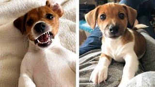  These Adorable Cute Jack Russell Puppies Make You Enjoy After Tired Day  Cute Puppies