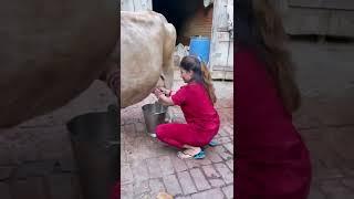 GIRL SUCKING COW MILK 2