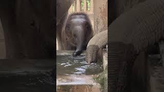 Baby Elephant Drinking some Water #Baby_Elephant #Water_Drinking #Baby_Elwphant_with_Mother