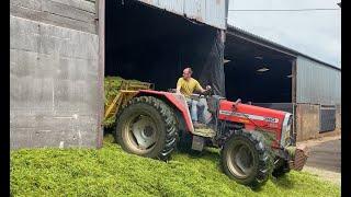 Cumbrian Silage 2022. At the pit with the Massey 390 buckraking in a very low shed.