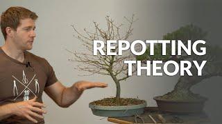 Repotting theory and Bonsai substrate explained