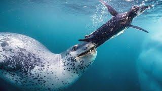 Морской леопард – самый свирепый хищник Антарктики Худший кошмар пингвинов