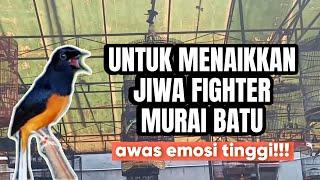 PANCINGAN TEST MENTAL MURAI FIGHTER GANTANGAN  Simulasi dan Reaksi Murai Fighter Emosi Tinggi‼️