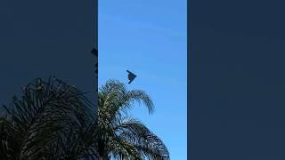 Thanks for the video IGanthonyguss. B-2 at Tampa Bay Airfest at Macdill AFB #b2