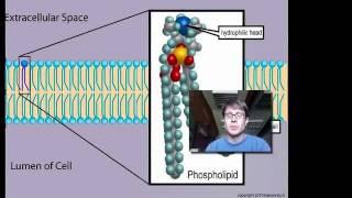 Cell Membranes