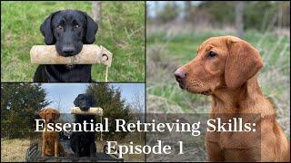 Labrador Retriever  Essential Training Skills Episode 1