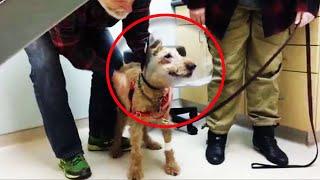 The dog sees the family for the first time after the operation his reaction is indescribable