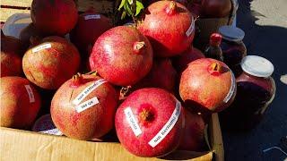 Pomegranate Festival 2018 in Goychay Azerbaijan Празник граната Гёйчай Азербайджан