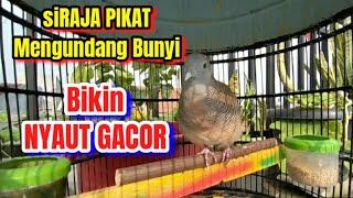 Perkutut lokal gacor SUARA BESAR siRAJA PIKAT ini Ahli Bikin Burung Perkutut Emosi Bunyi Manggung