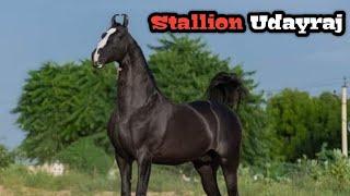 मारवाड़ी अश्व उदयराज  Stallion Udayraj - Bhomiyasa Stud Farm Rohina 